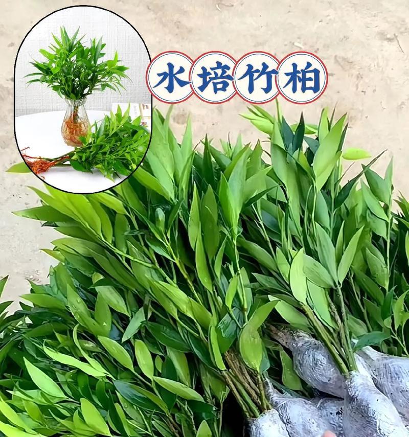 水养竹子有哪些？适合水养的竹子种类及其养护方法是什么？