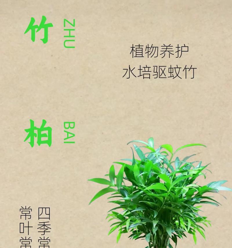 水养竹子有哪些？适合水养的竹子种类及其养护方法是什么？