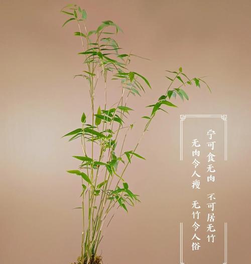 水养竹子有哪些？适合水养的竹子种类及其养护方法是什么？