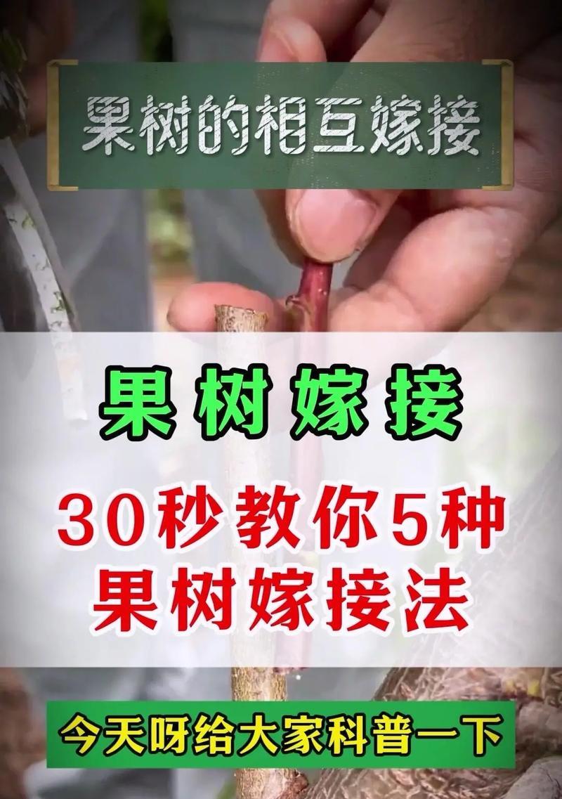 石榴树繁殖技巧有哪些？如何进行有效的嫁接繁殖？