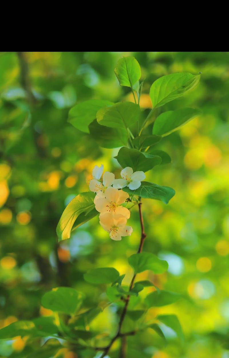 海堂花的养护技巧有哪些？如何让海堂花开出艳丽的花朵？