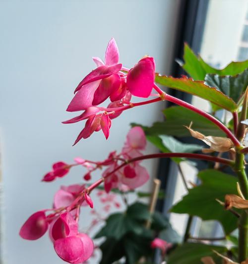 海堂花的养护技巧有哪些？如何让海堂花开出艳丽的花朵？
