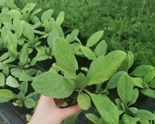 琉璃苣种植方法是什么？