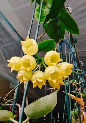 秋季阳台适宜种植哪些花卉？