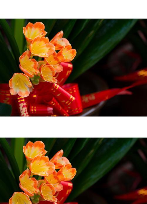 彩叶君子兰怎么养？如何保持其叶片色彩斑斓？