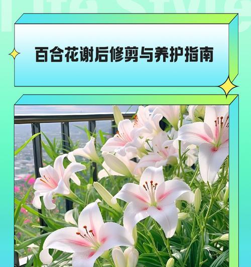 百合花的种植和养护技巧？