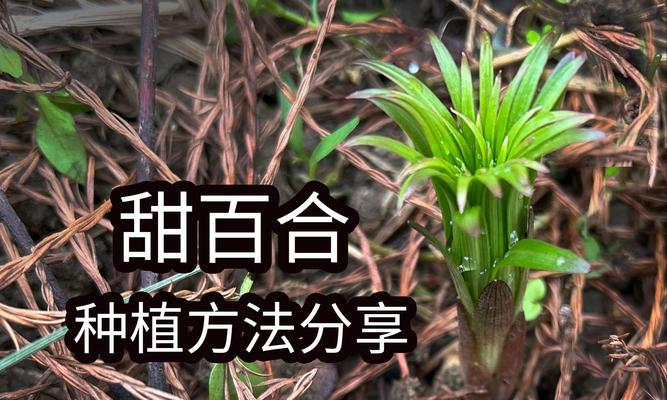 百合花的种植和养护技巧？