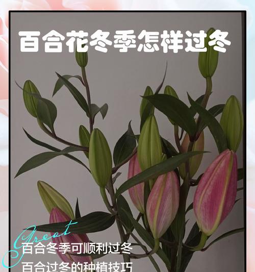 百合花的种植和养护技巧？