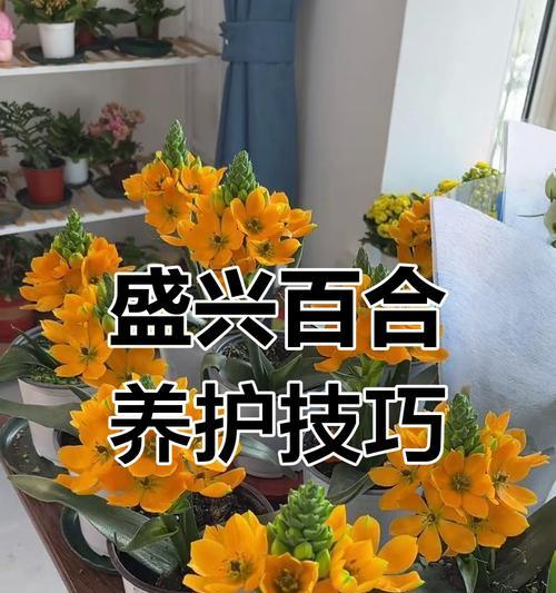 百合球怎么养？百合球根的养殖技巧和注意事项是什么？