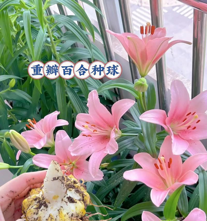 百合球怎么养？百合球根的养殖技巧和注意事项是什么？