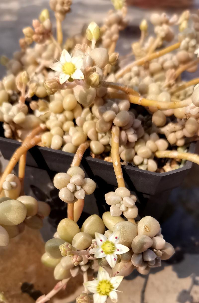 风车草属植物有哪些种类？它们的生长环境是什么？