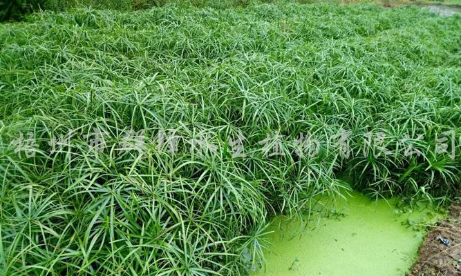 风车草属植物有哪些种类？它们的生长环境是什么？