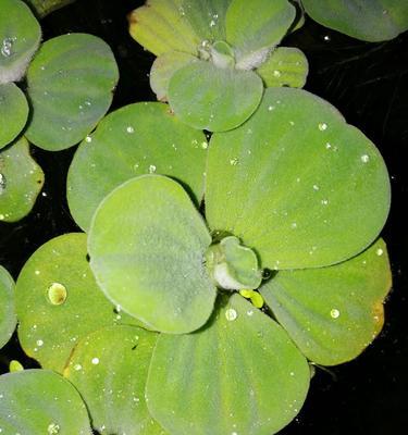 大风水生植物大薸的养护方法？