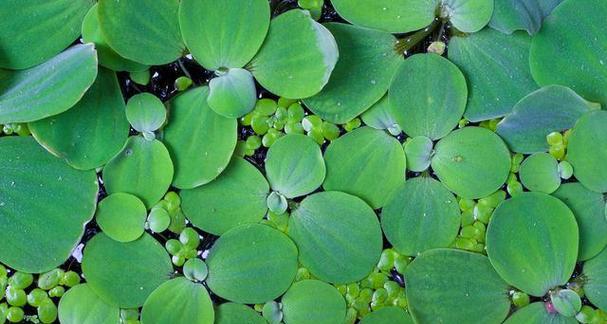 大风水生植物大薸的养护方法？