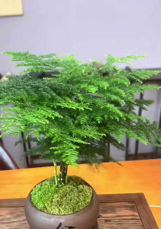 文竹夏季怎么养？文竹在夏季的养护要点是什么？