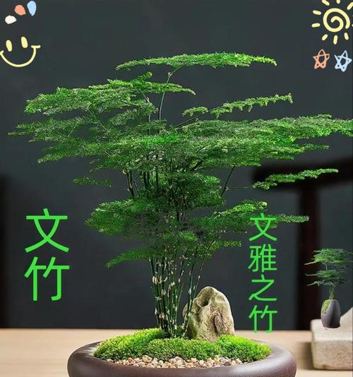 文竹夏季怎么养？文竹在夏季的养护要点是什么？