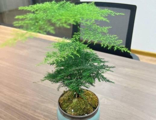 文竹夏季怎么养？文竹在夏季的养护要点是什么？