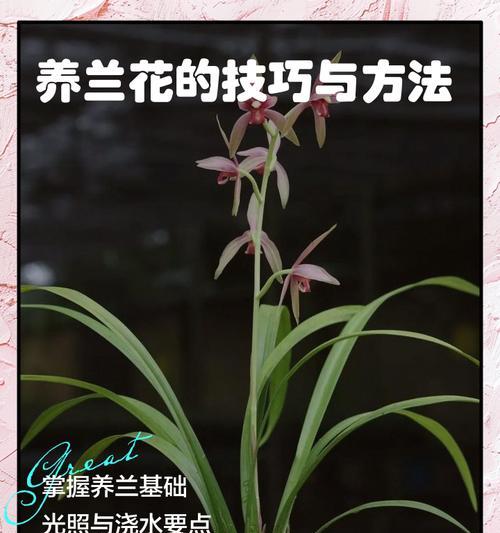 兰花插养的正确方法是什么？怎样才能提高兰花插养的成功率？