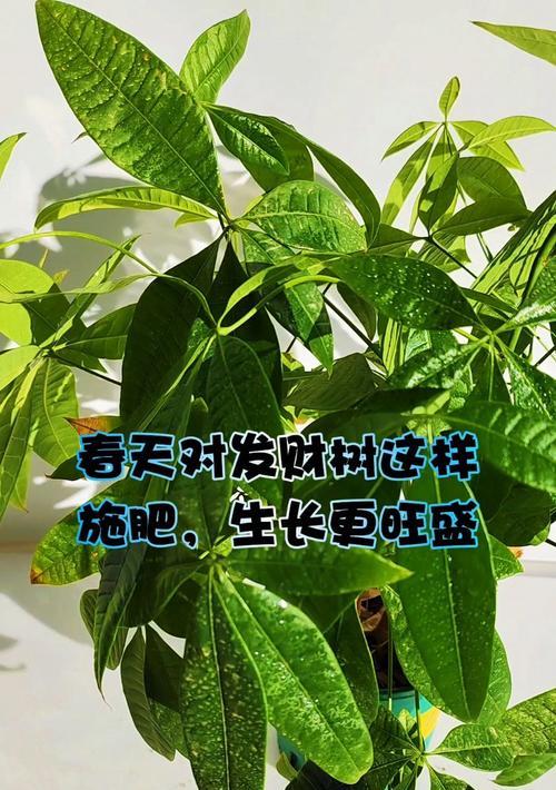 春天发财树的养殖要点和注意事项是什么？