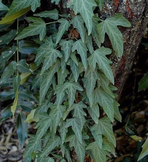 喜阳植物有哪些特征？喜阳植物的种植技巧是什么？