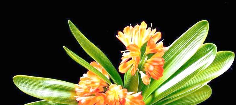 喜阳植物有哪些特征？喜阳植物的种植技巧是什么？