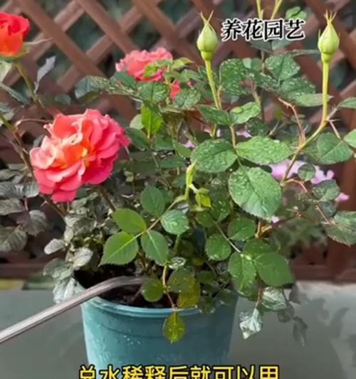 养花时应该使用什么类型的水？