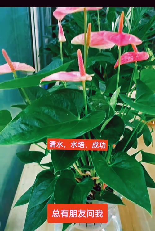 养花时应该使用什么类型的水？