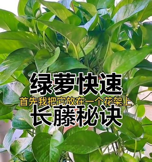 绿箩的养护技巧有哪些？如何处理绿箩的常见问题？