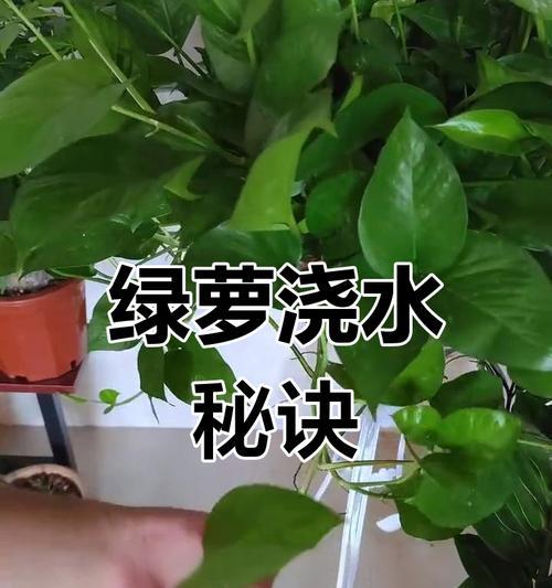 绿箩的养护技巧有哪些？如何处理绿箩的常见问题？