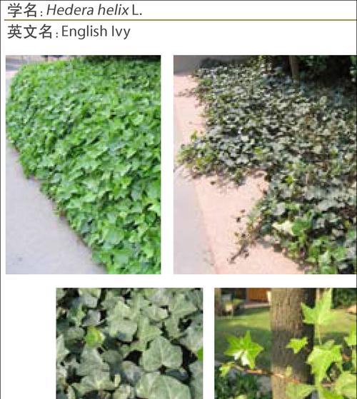 常春藤遭遇虫害如何应对？有效防治措施有哪些？