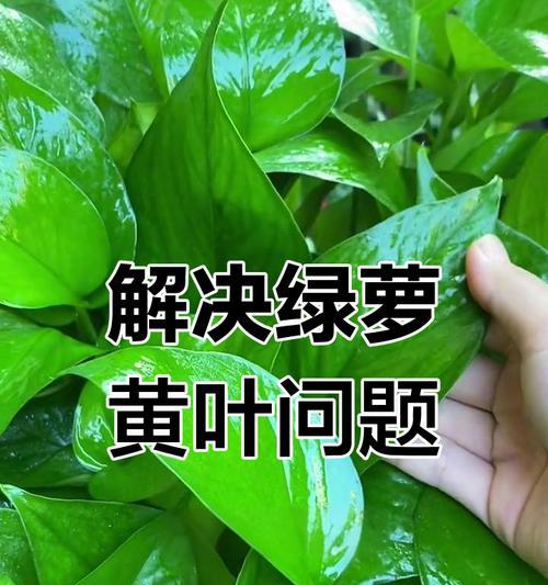 绿萝枯萎后的急救措施是什么？
