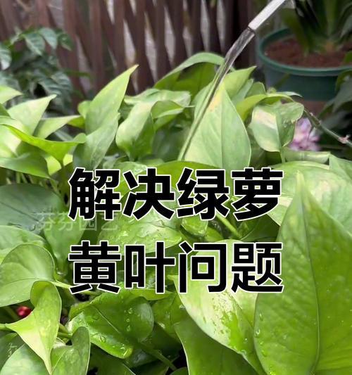 绿萝枯萎后的急救措施是什么？