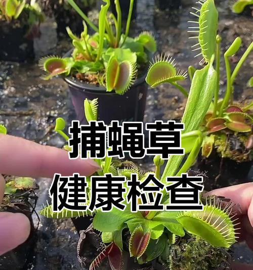 捕蝇草的养护要点是什么？