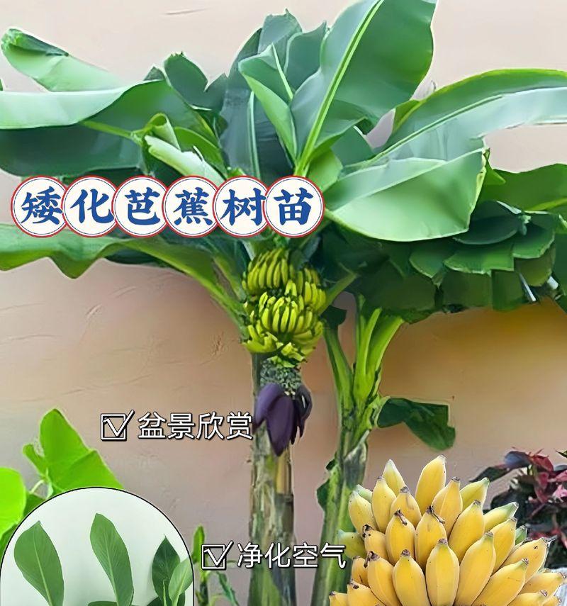 盆栽芭蕉树的养殖技巧有哪些？