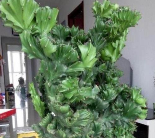 玉麒麟的浇水技巧有哪些？