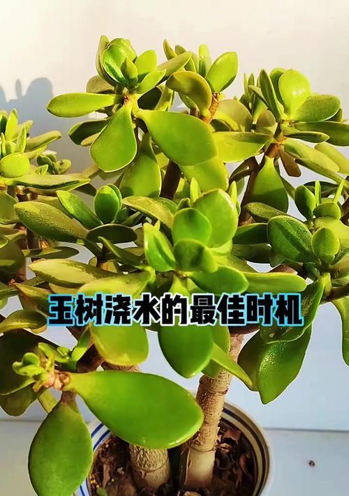 玉麒麟的浇水技巧有哪些？