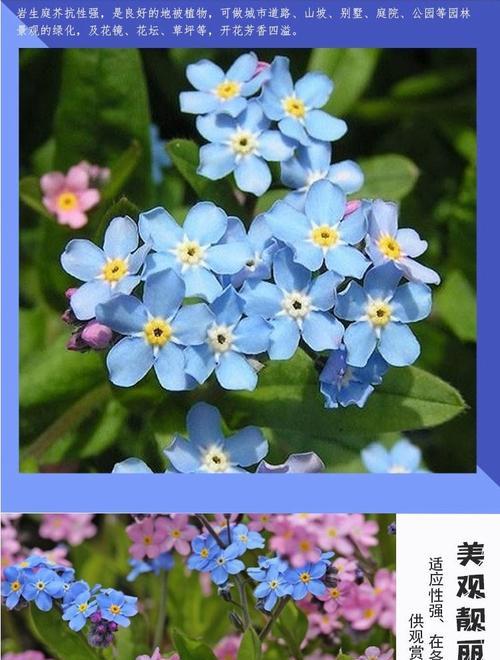 勿忘我种子种植的正确步骤是什么？种植后如何管理？