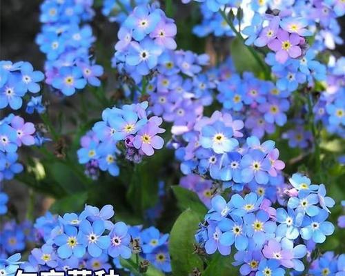 勿忘我种子种植的正确步骤是什么？种植后如何管理？