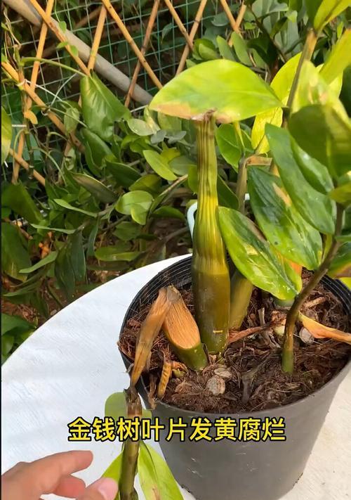 盆景根部腐烂的处理方法是什么？
