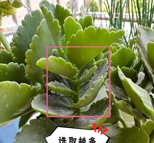 长寿花种植的步骤是什么？如何确保长寿花顺利开花？