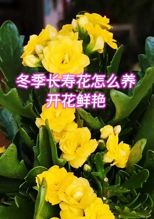 长寿花种植的步骤是什么？如何确保长寿花顺利开花？