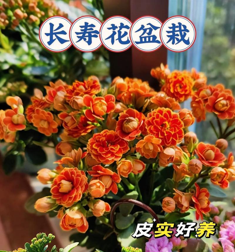 长寿花种植的步骤是什么？如何确保长寿花顺利开花？