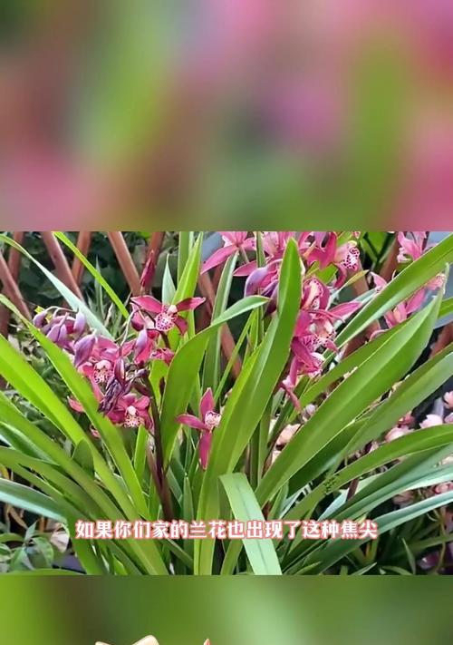 兰花有哪些主要品种？各自的养护要点是什么？