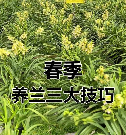 兰花有哪些主要品种？各自的养护要点是什么？