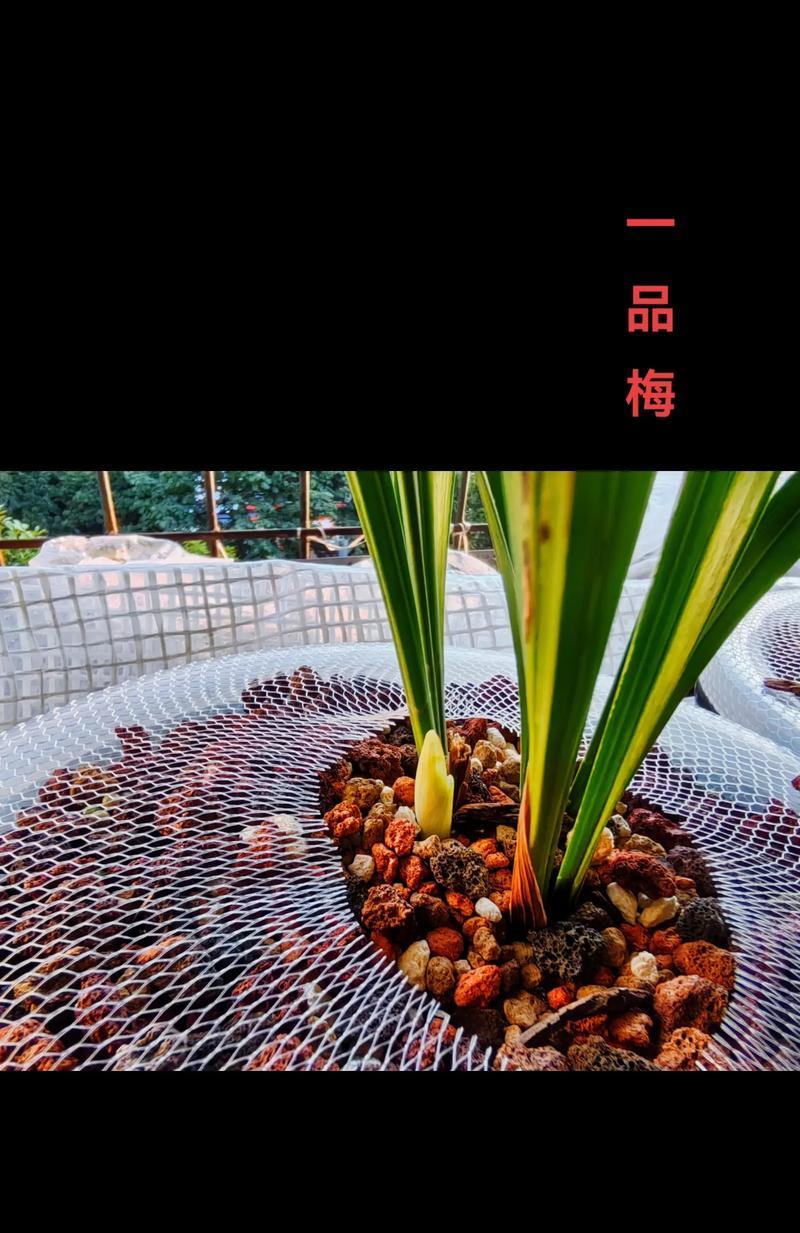 建兰的养殖方法是什么？如何确保建兰健康生长？