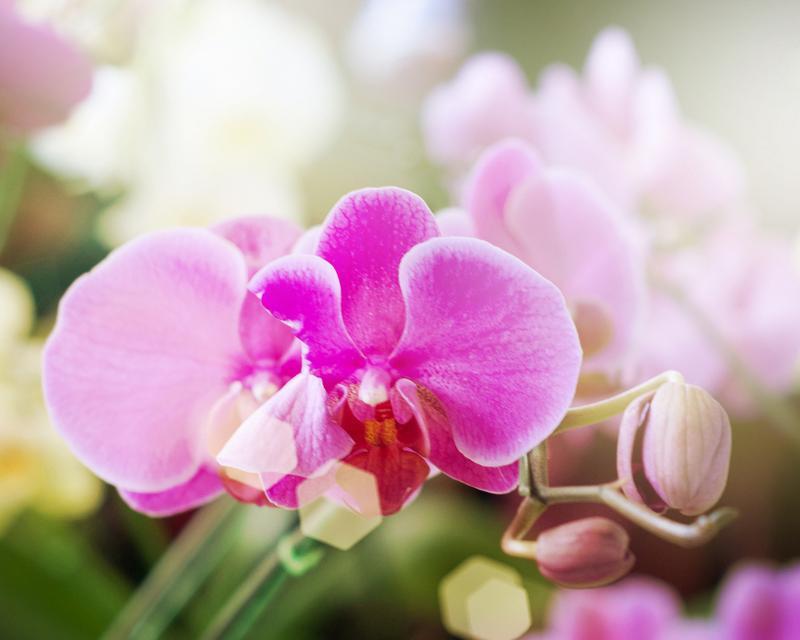 蝴蝶兰的花语代表什么？