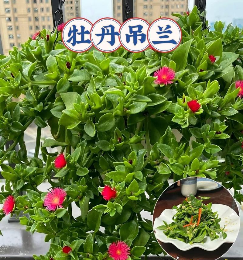 对红花的养殖方法和注意事项是什么？