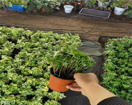 常春藤种子种植方法是什么？
