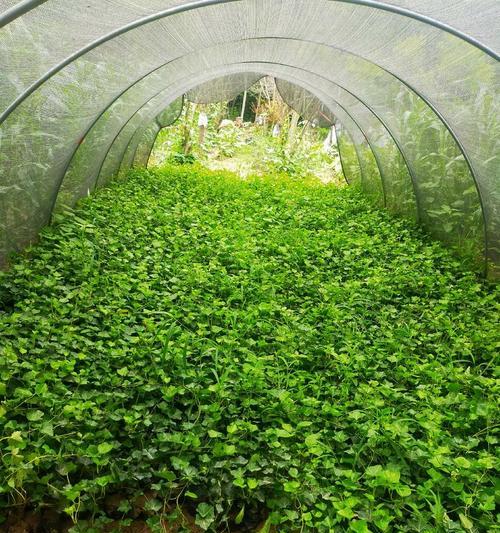 常春藤种子种植方法是什么？