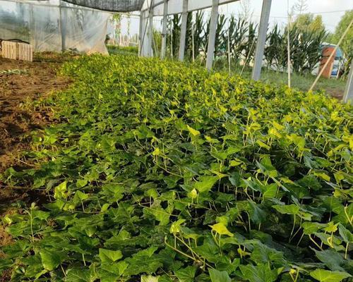 常春藤种子种植方法是什么？